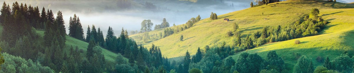 Hilly landscape with trees